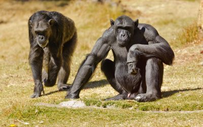 De chimpansee en de schildpad: Hoe oude patronen je relatie beïnvloeden