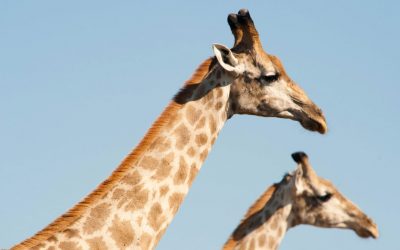 Persoonlijk effectief worden